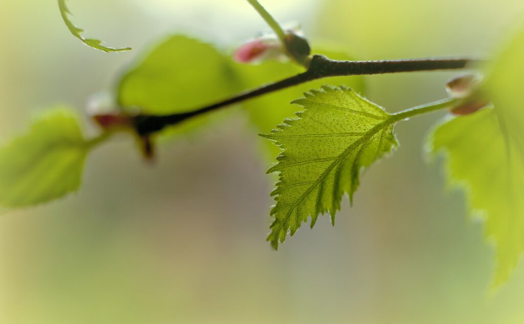 birch, leaf, branch-6159054.jpg